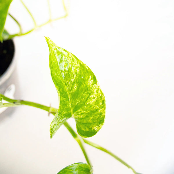 Epipremnum aureum 'Marble Queen' - Listnato