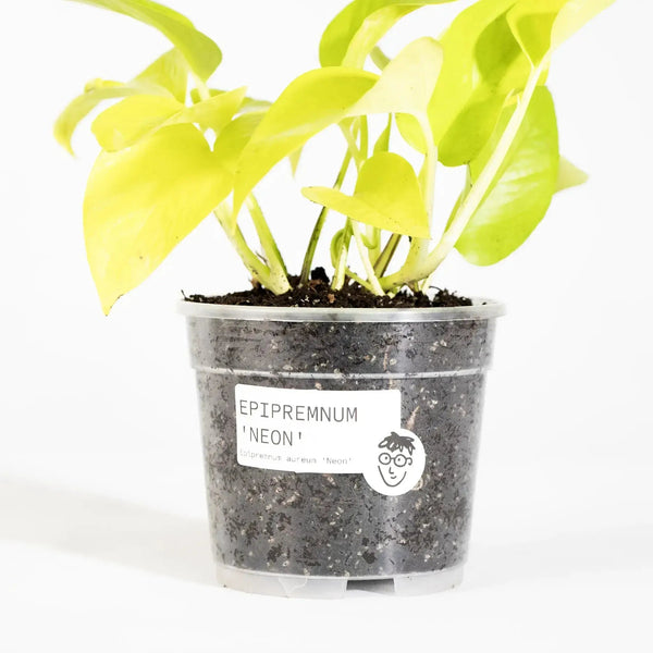 Epipremnum aureum 'Neon' - Coasy