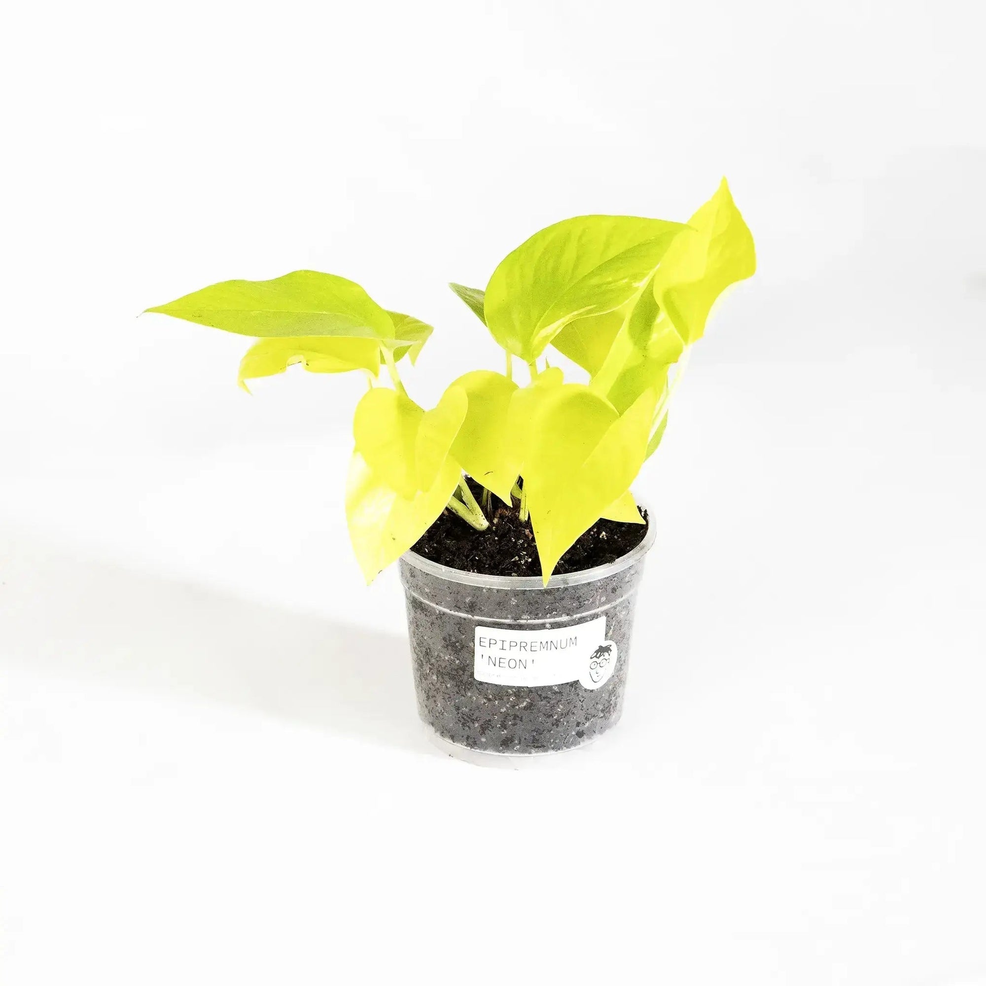 Epipremnum aureum 'Neon' - Coasy