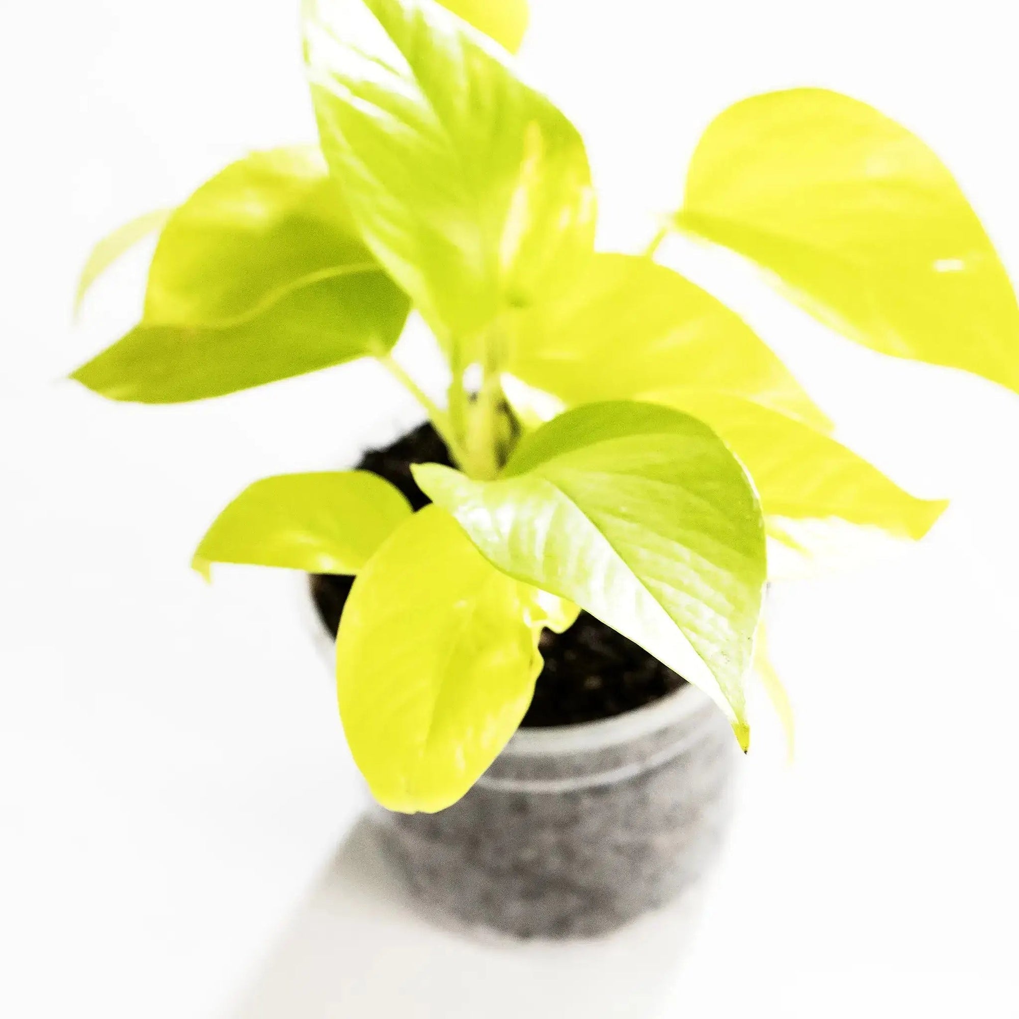 Epipremnum aureum 'Neon' - Coasy