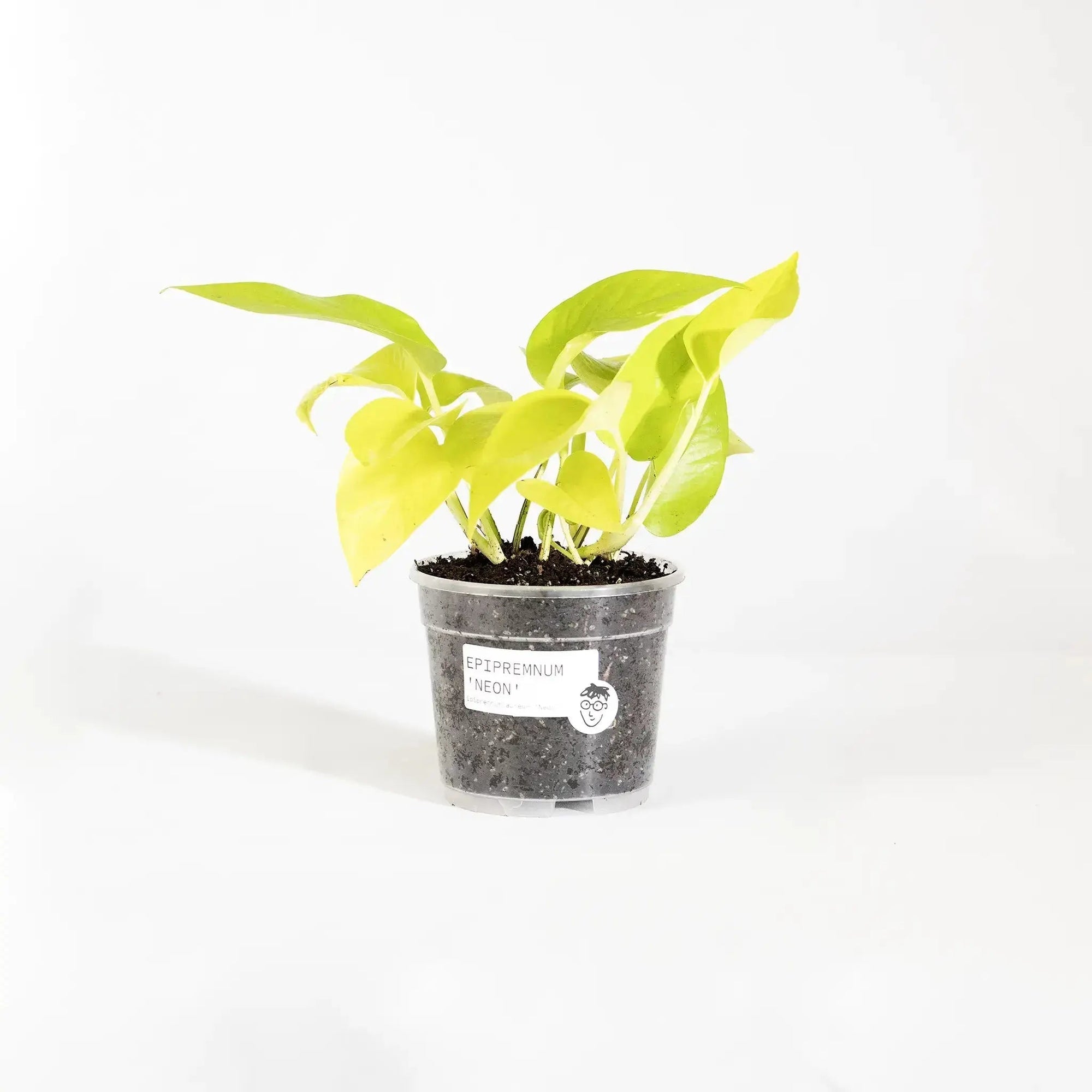 Epipremnum aureum 'Neon' - Coasy