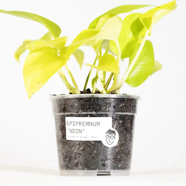 Epipremnum aureum 'Neon' - Coasy