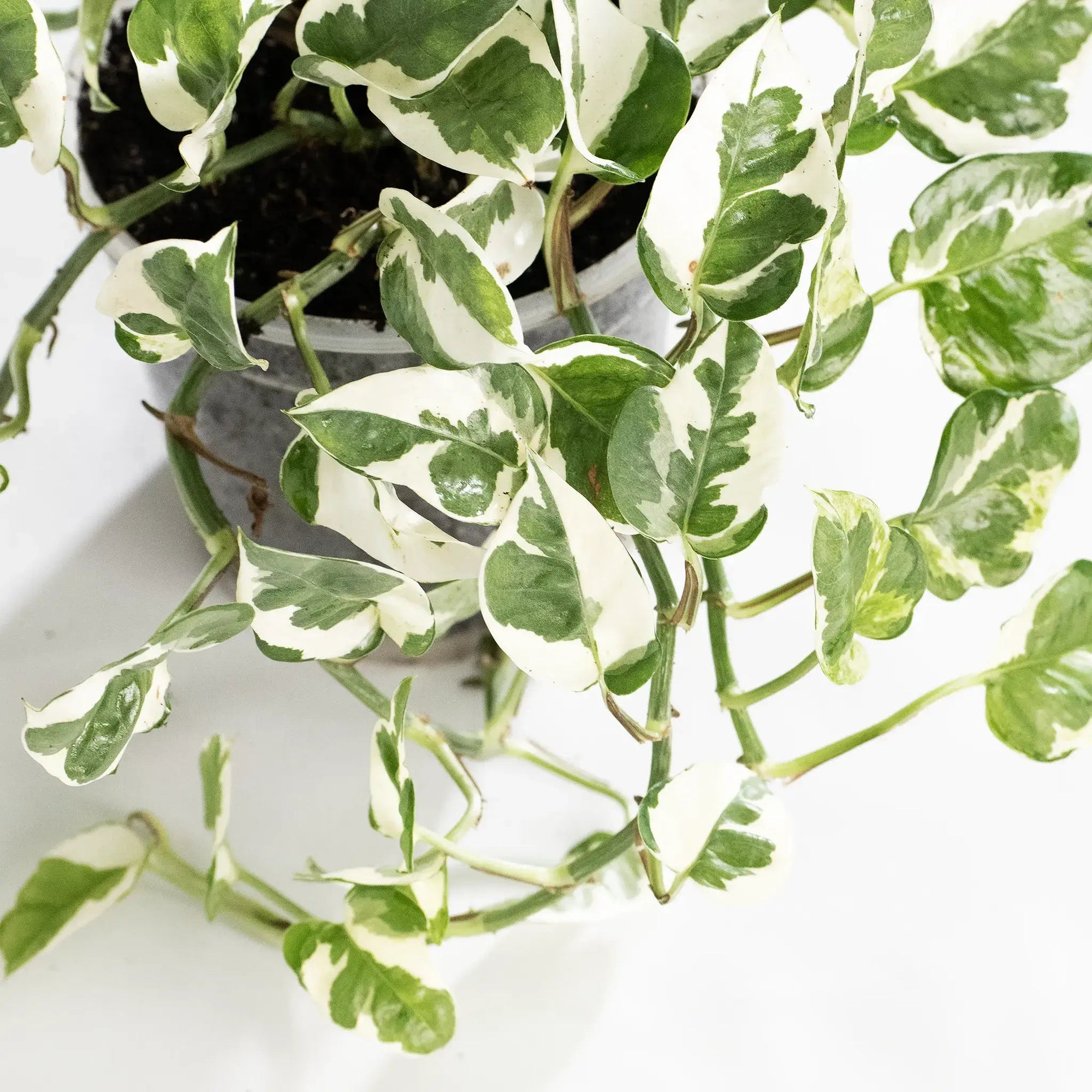 Epipremnum aureum 'N'Joy' - Listnato