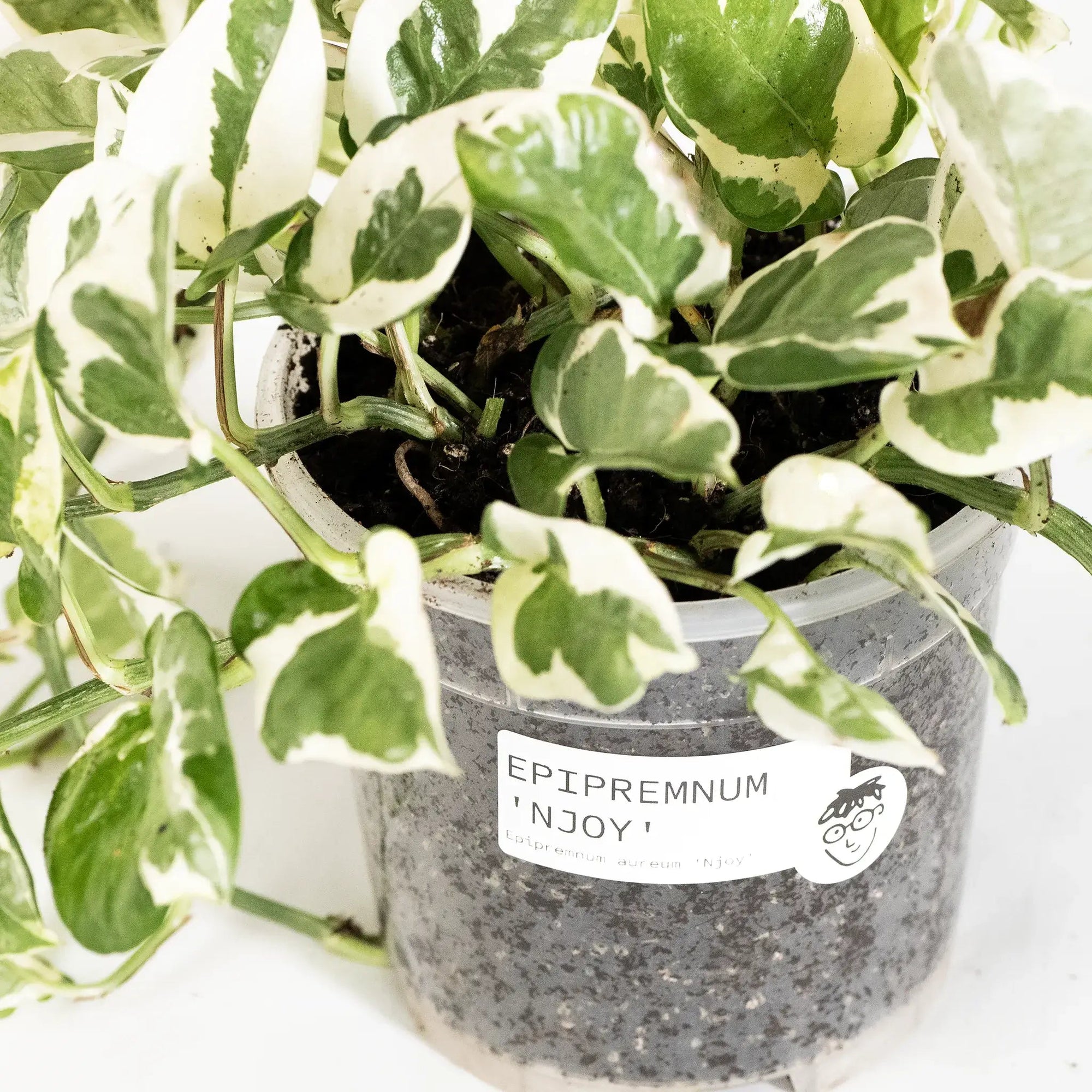 Epipremnum aureum 'N'Joy' - Listnato