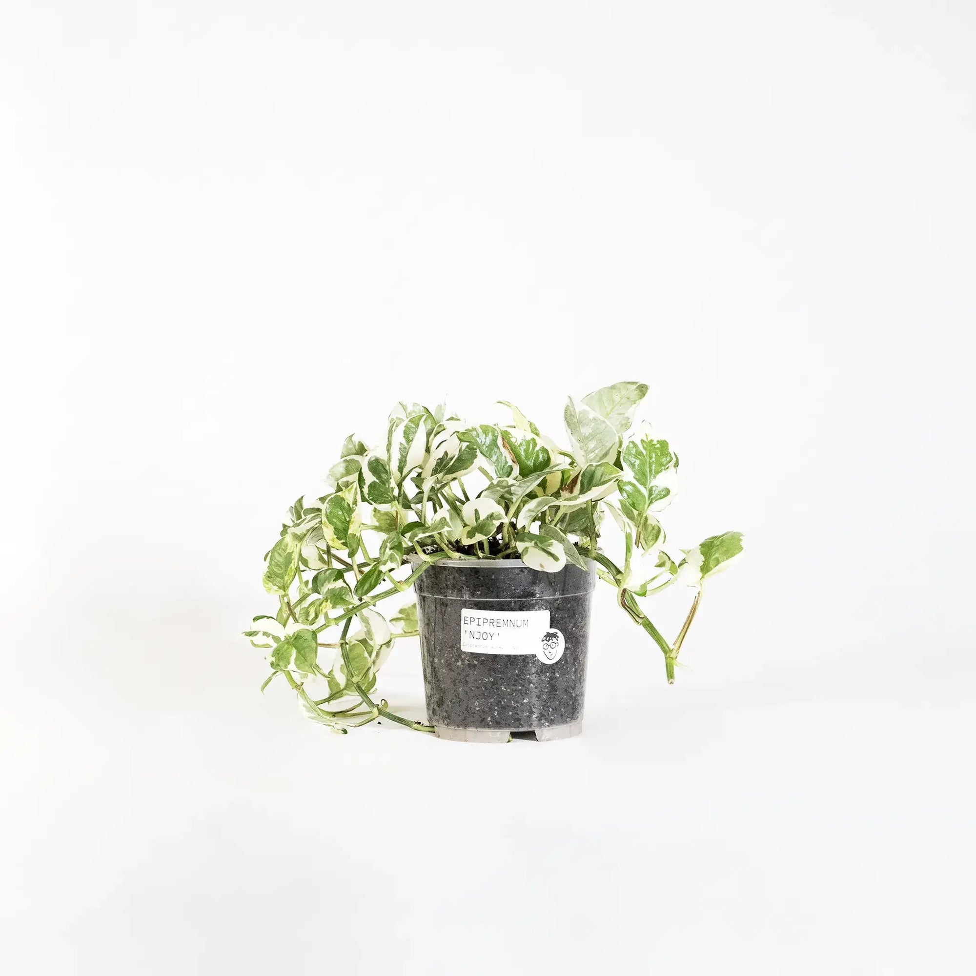 Epipremnum aureum 'N'Joy' - Listnato
