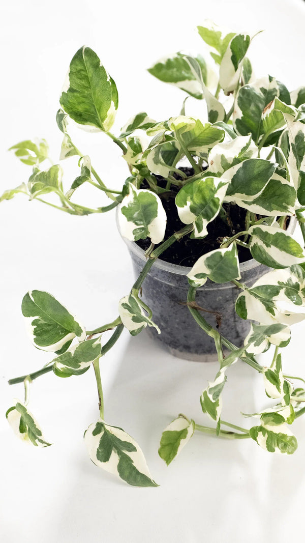 Epipremnum aureum 'N'Joy' - Listnato