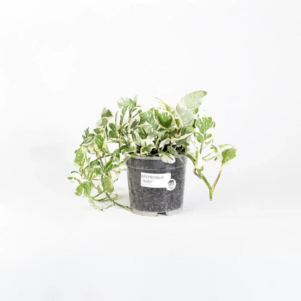 Epipremnum aureum 'N'Joy' - Listnato