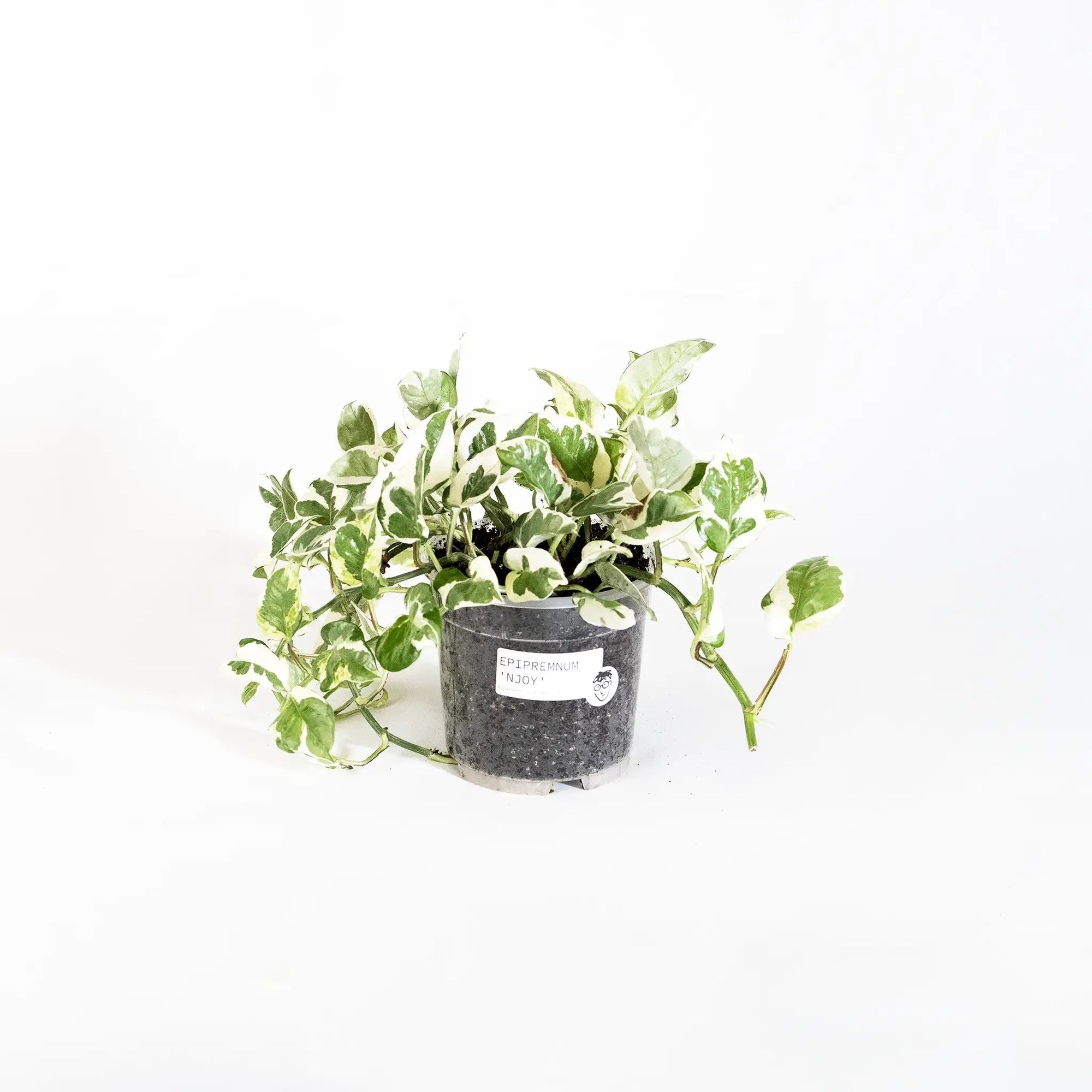 Epipremnum aureum 'N'Joy' - Listnato