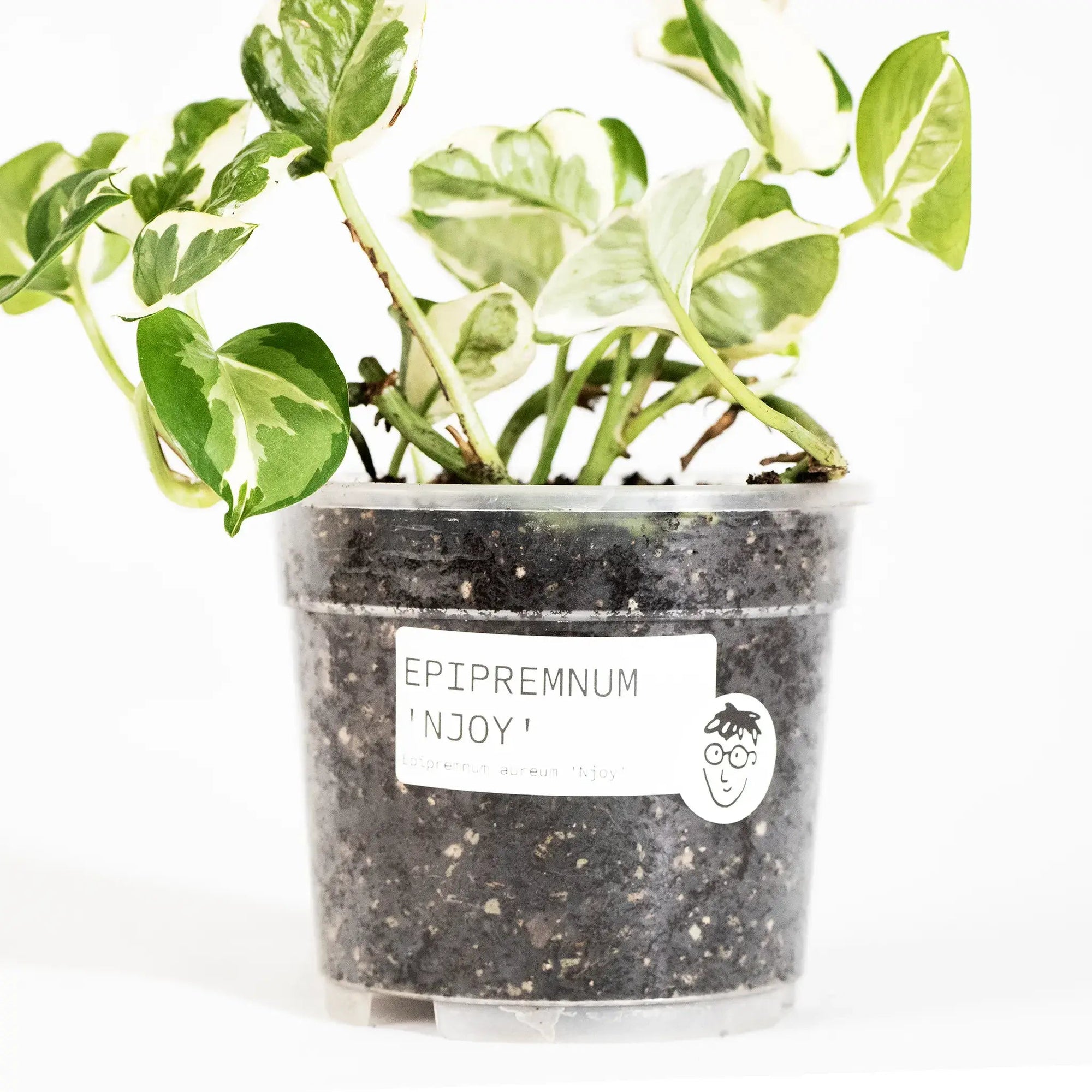 Epipremnum aureum 'N'Joy' baby - Listnato