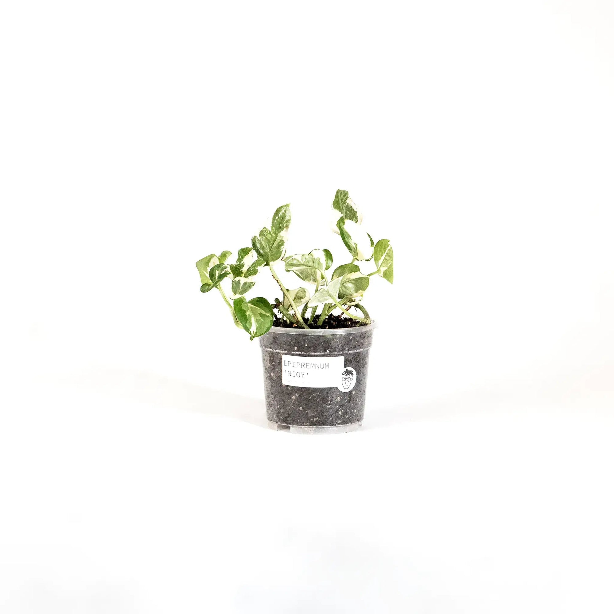 Epipremnum aureum 'N'Joy' baby - Listnato