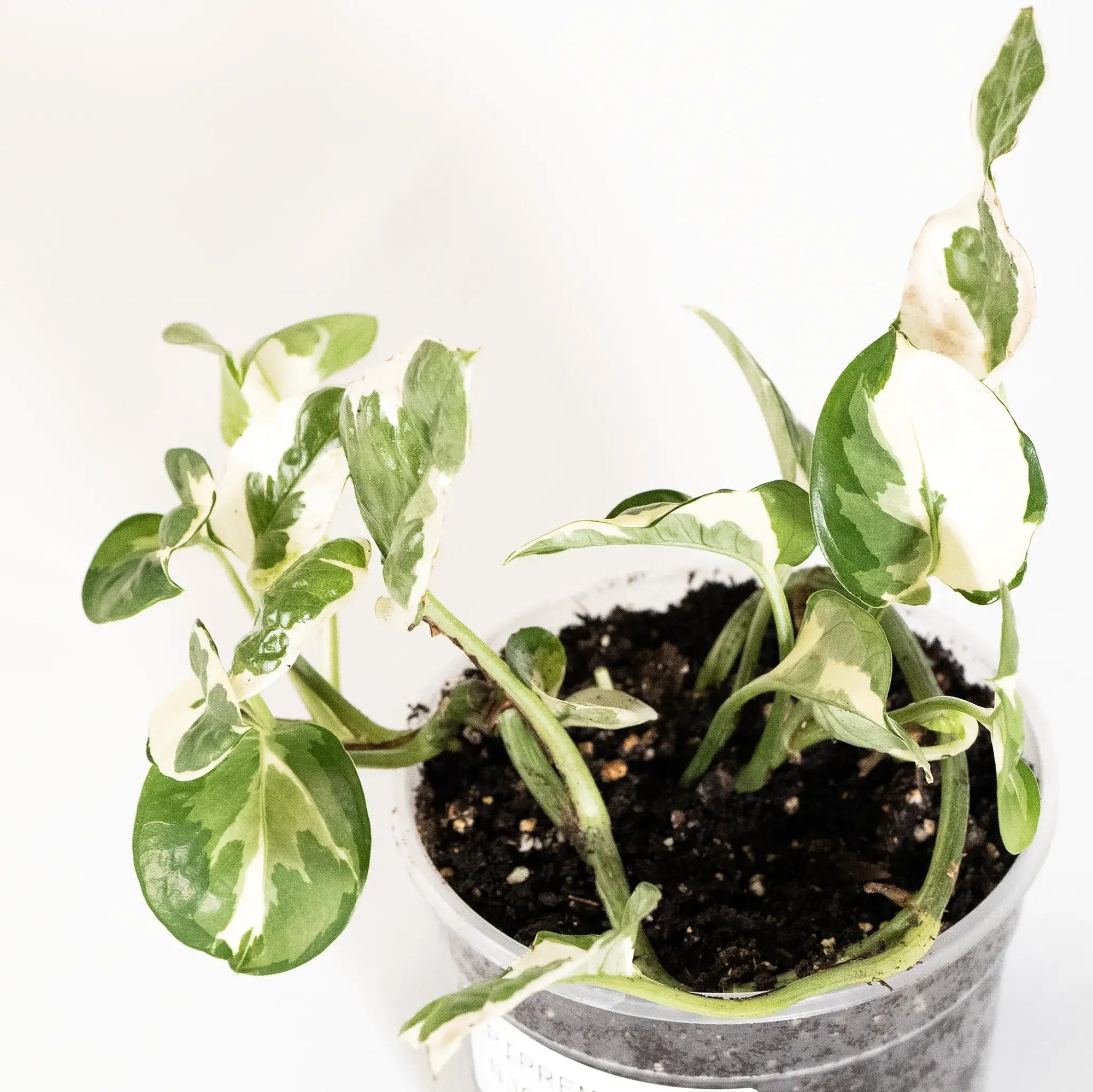 Epipremnum aureum 'N'Joy' baby - Listnato