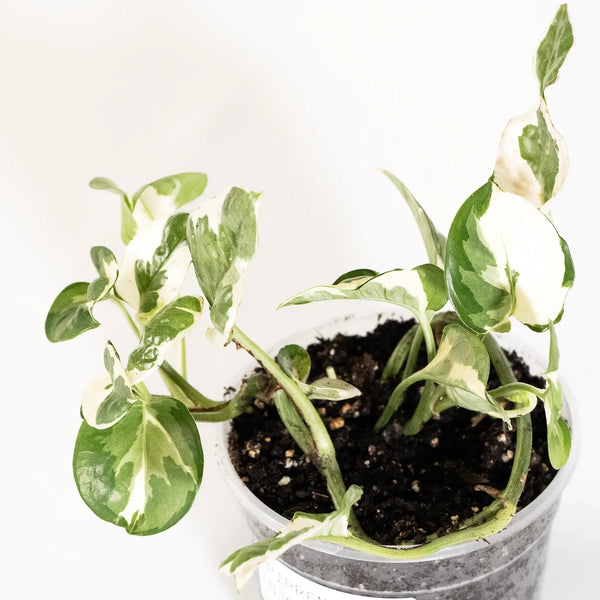 Epipremnum aureum 'N'Joy' baby - Listnato