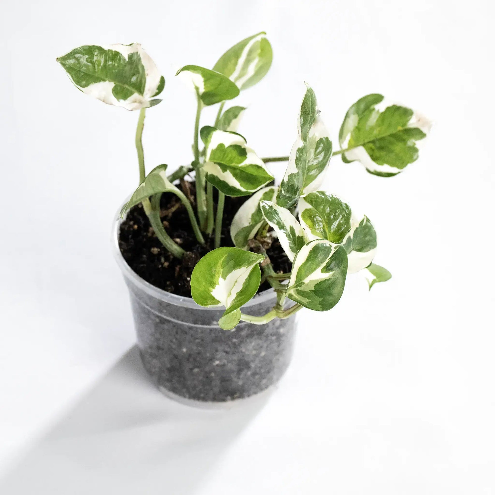 Epipremnum aureum 'N'Joy' baby - Listnato