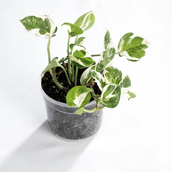 Epipremnum aureum 'N'Joy' baby - Listnato