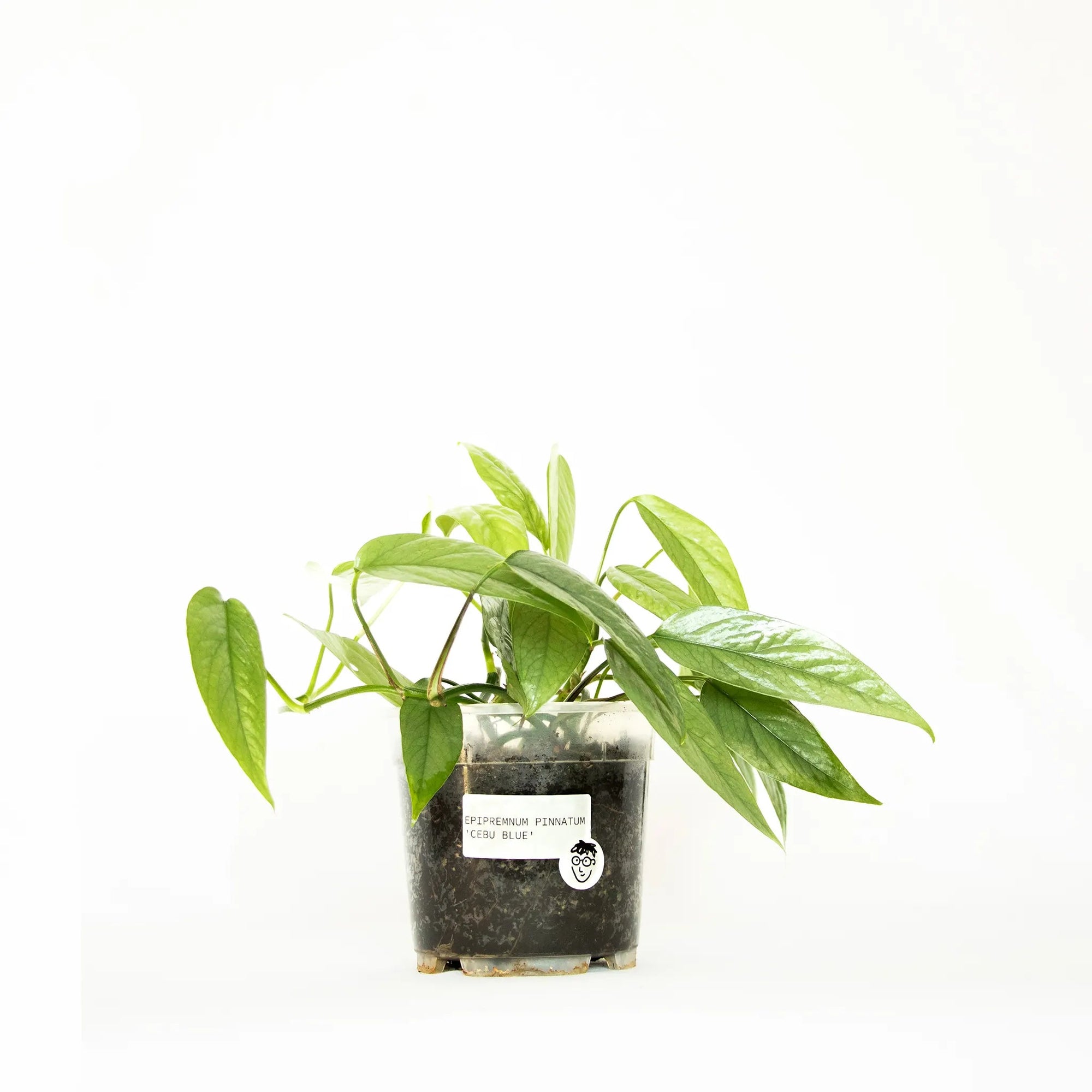 Epipremnum pinnatum 'Cebu Blue' - Listnato