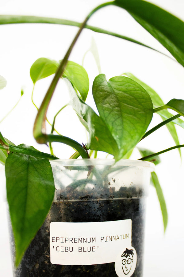 Epipremnum pinnatum 'Cebu Blue' - Listnato