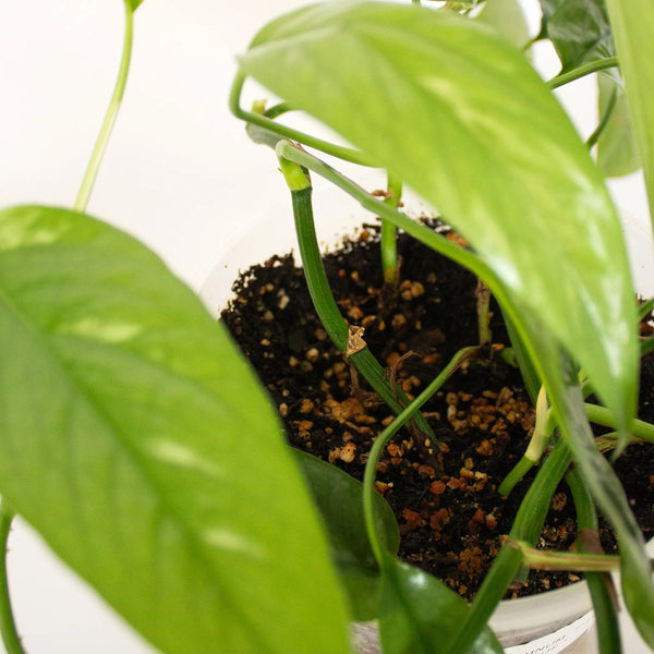 Epipremnum pinnatum 'Cebu Blue' - Listnato