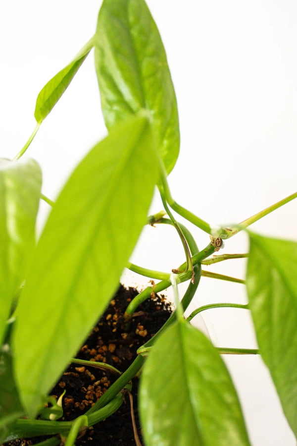 Epipremnum pinnatum 'Cebu Blue' - Listnato