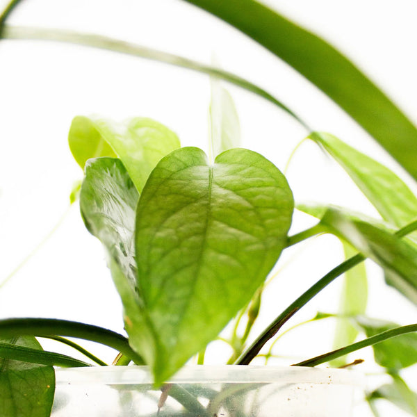 Epipremnum pinnatum 'Cebu Blue' - Listnato