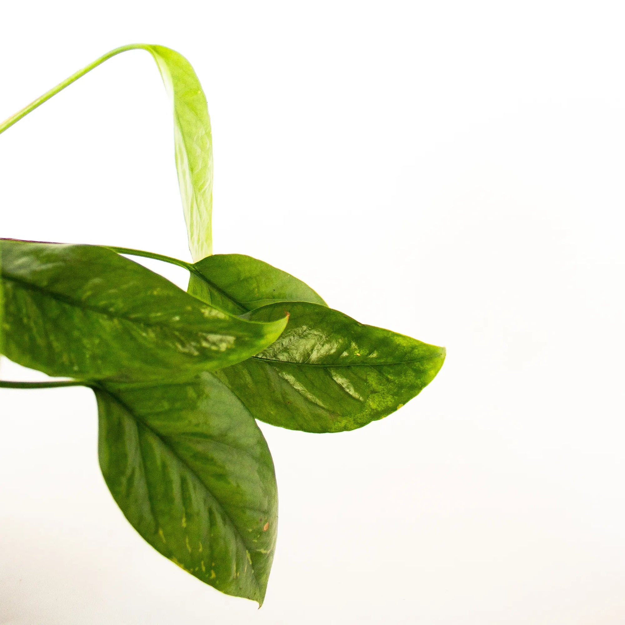 Epipremnum pinnatum 'Cebu Blue' - Listnato