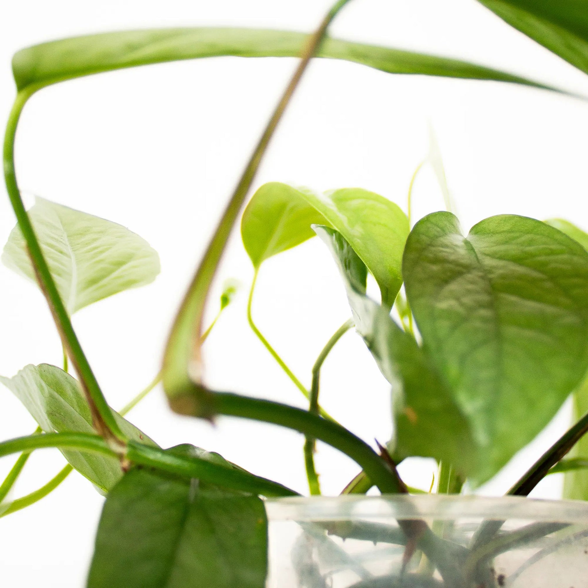 Epipremnum pinnatum 'Cebu Blue' - Listnato