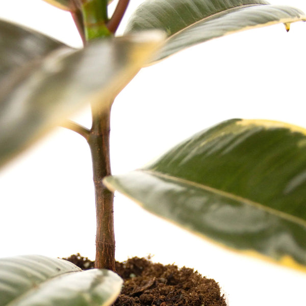 Ficus elastica 'Ruby' - Listnato