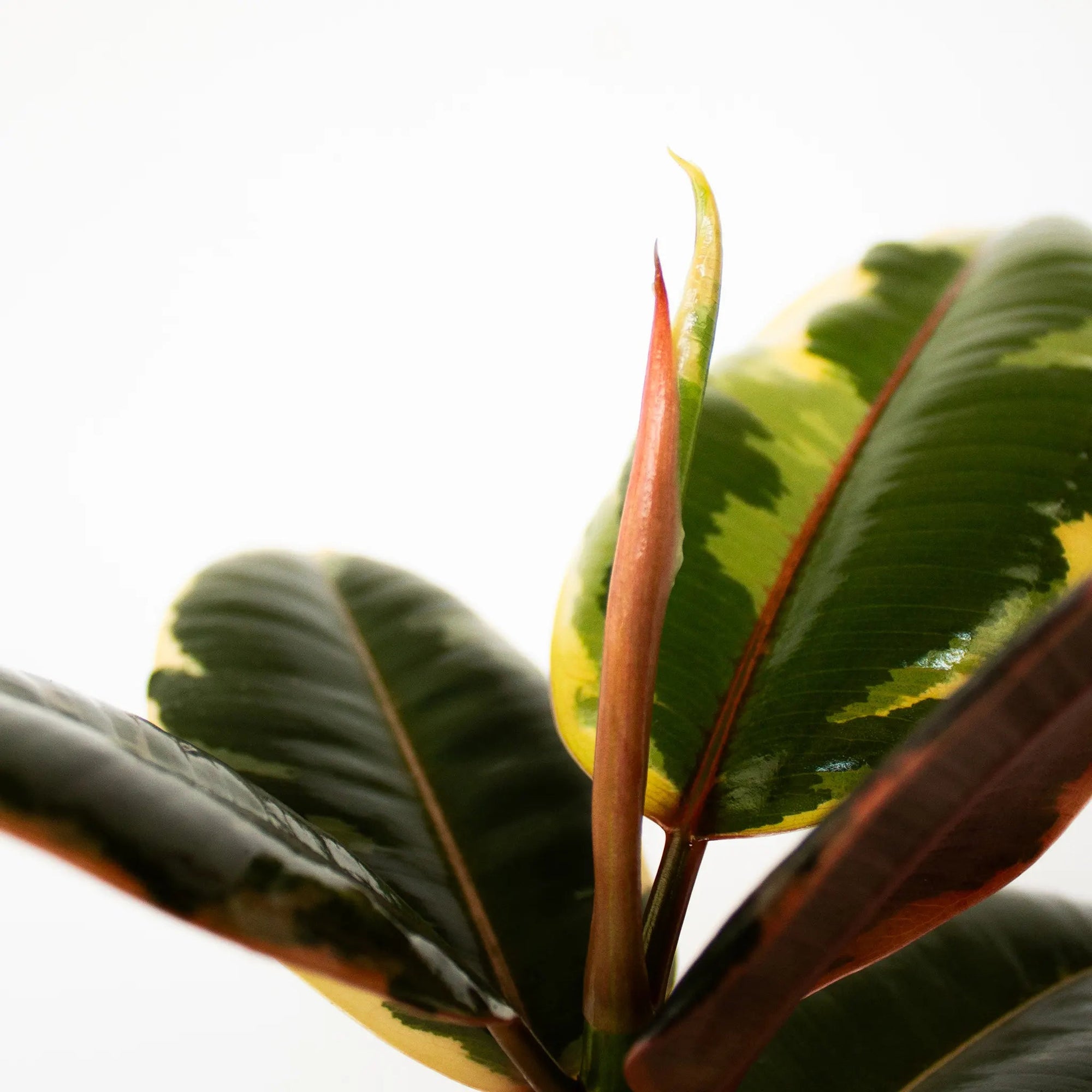 Ficus elastica 'Ruby' - Listnato