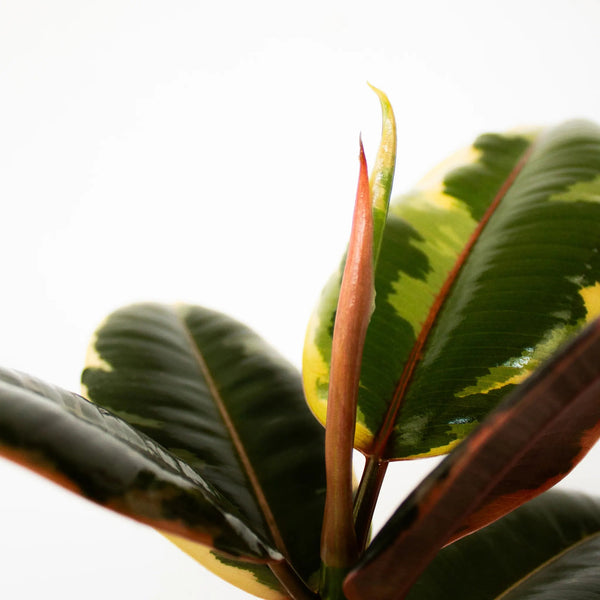 Ficus elastica 'Ruby' - Listnato