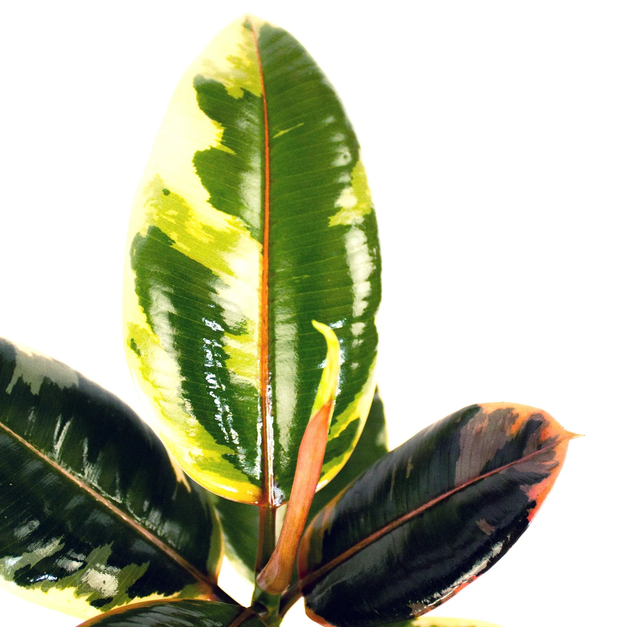 Ficus elastica 'Ruby' - Listnato