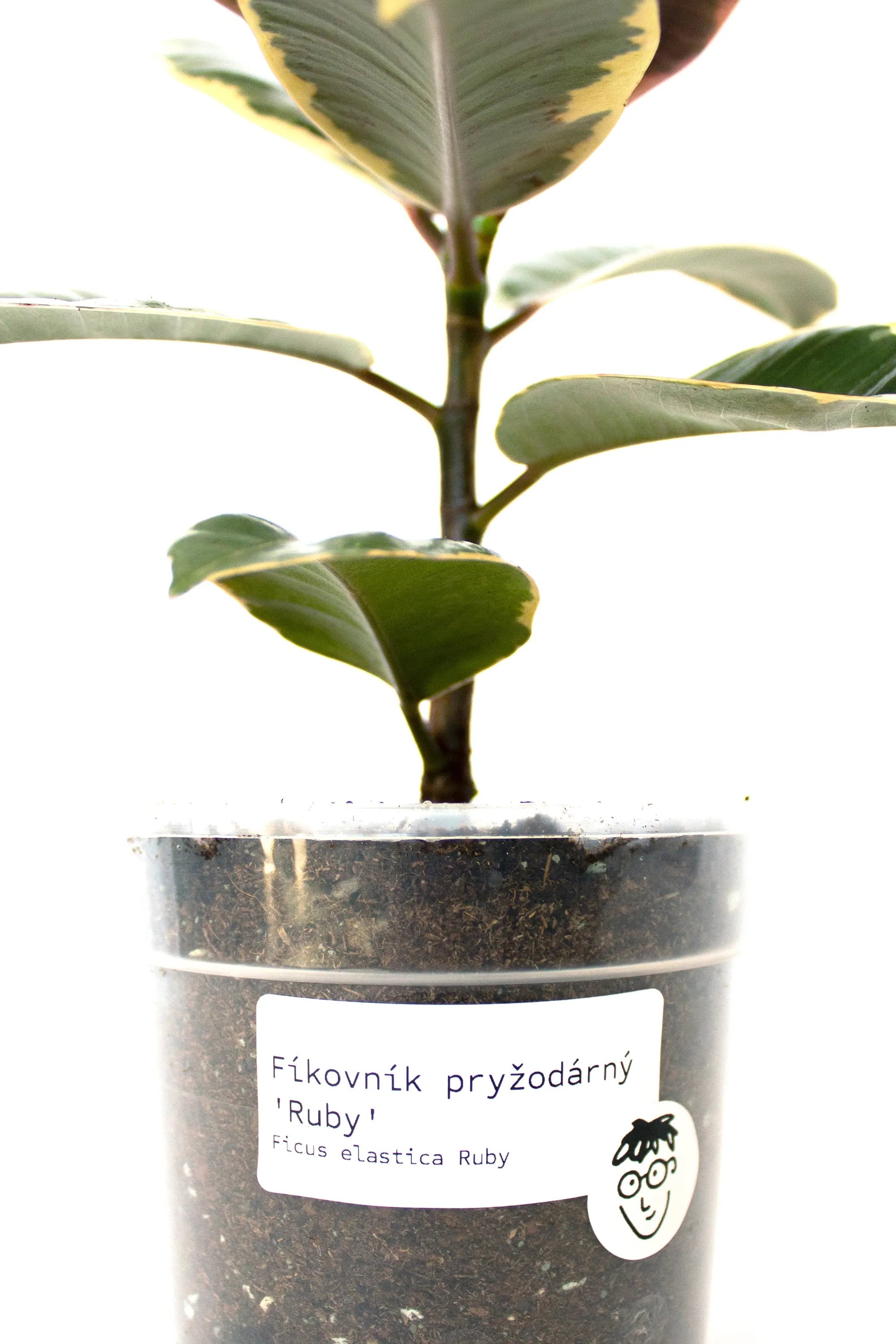 Ficus elastica 'Ruby' - Listnato