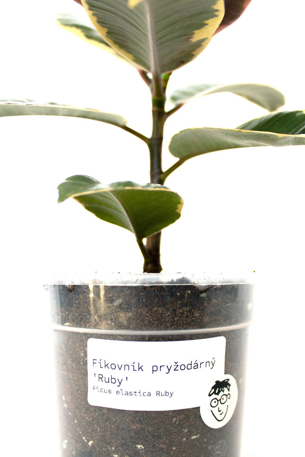 Ficus elastica 'Ruby' - Listnato