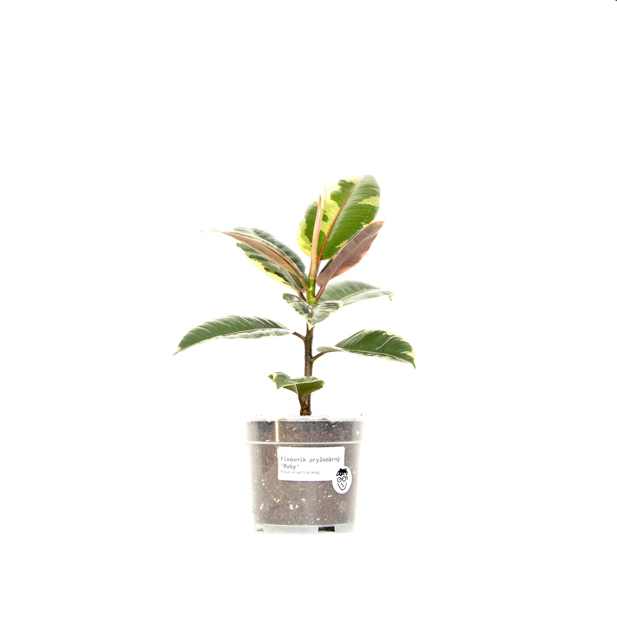 Ficus elastica 'Ruby' - Listnato
