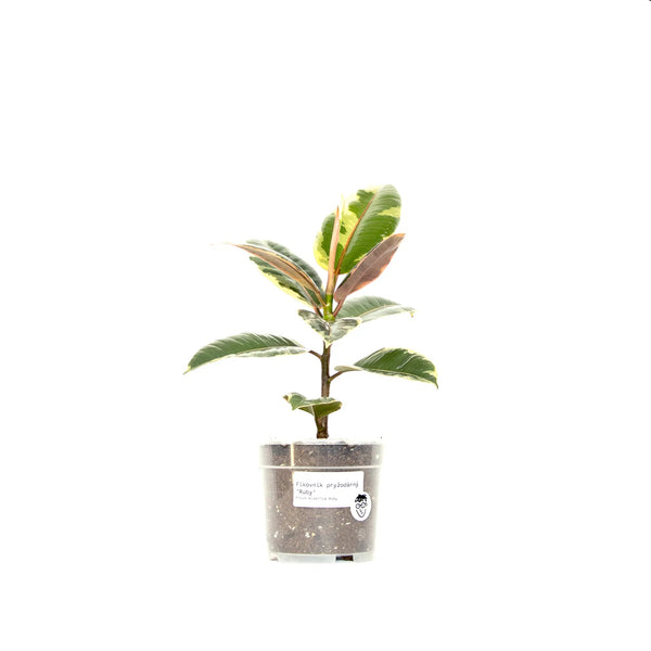 Ficus elastica 'Ruby' - Listnato