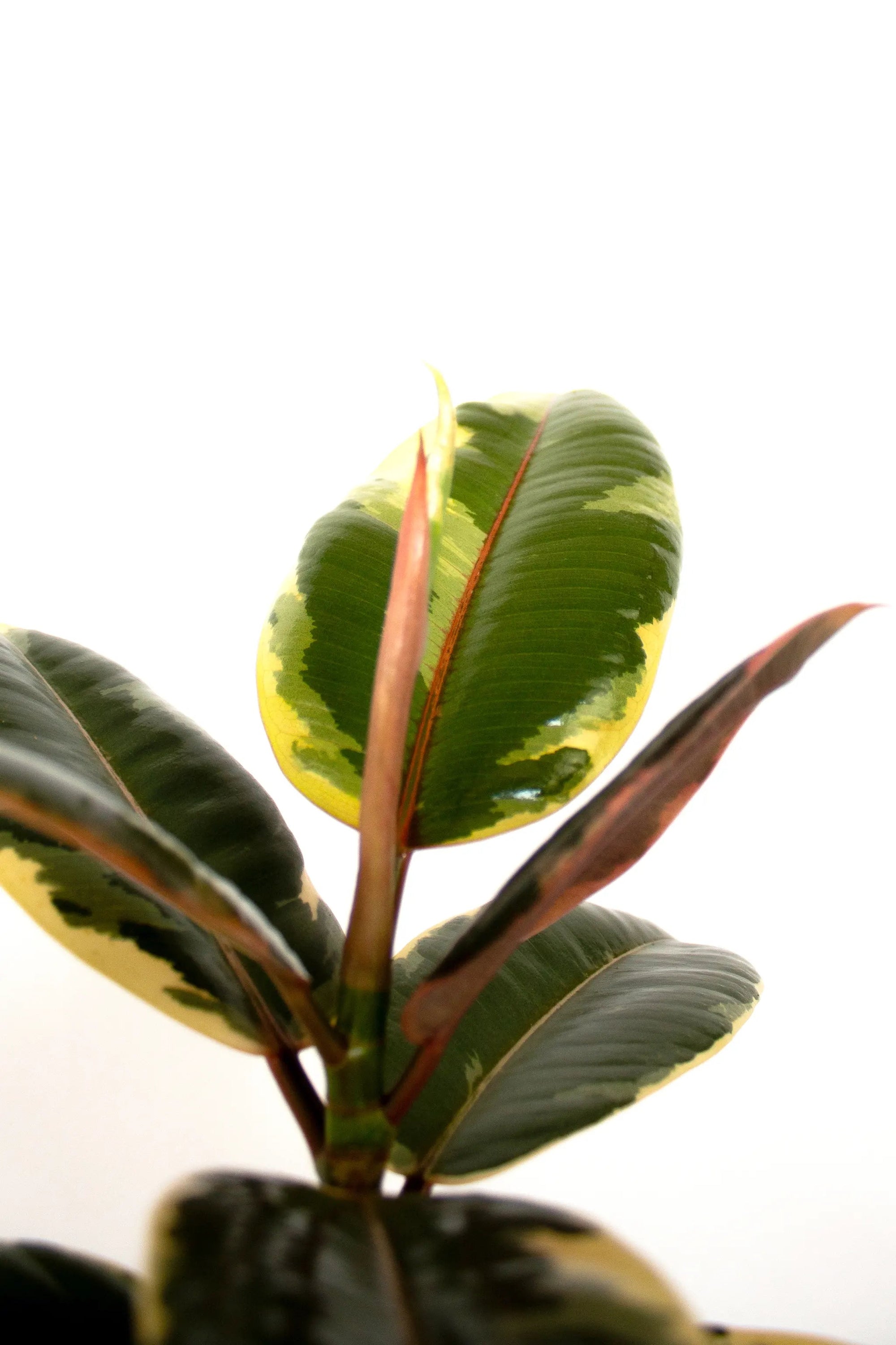 Ficus elastica 'Ruby' - Listnato
