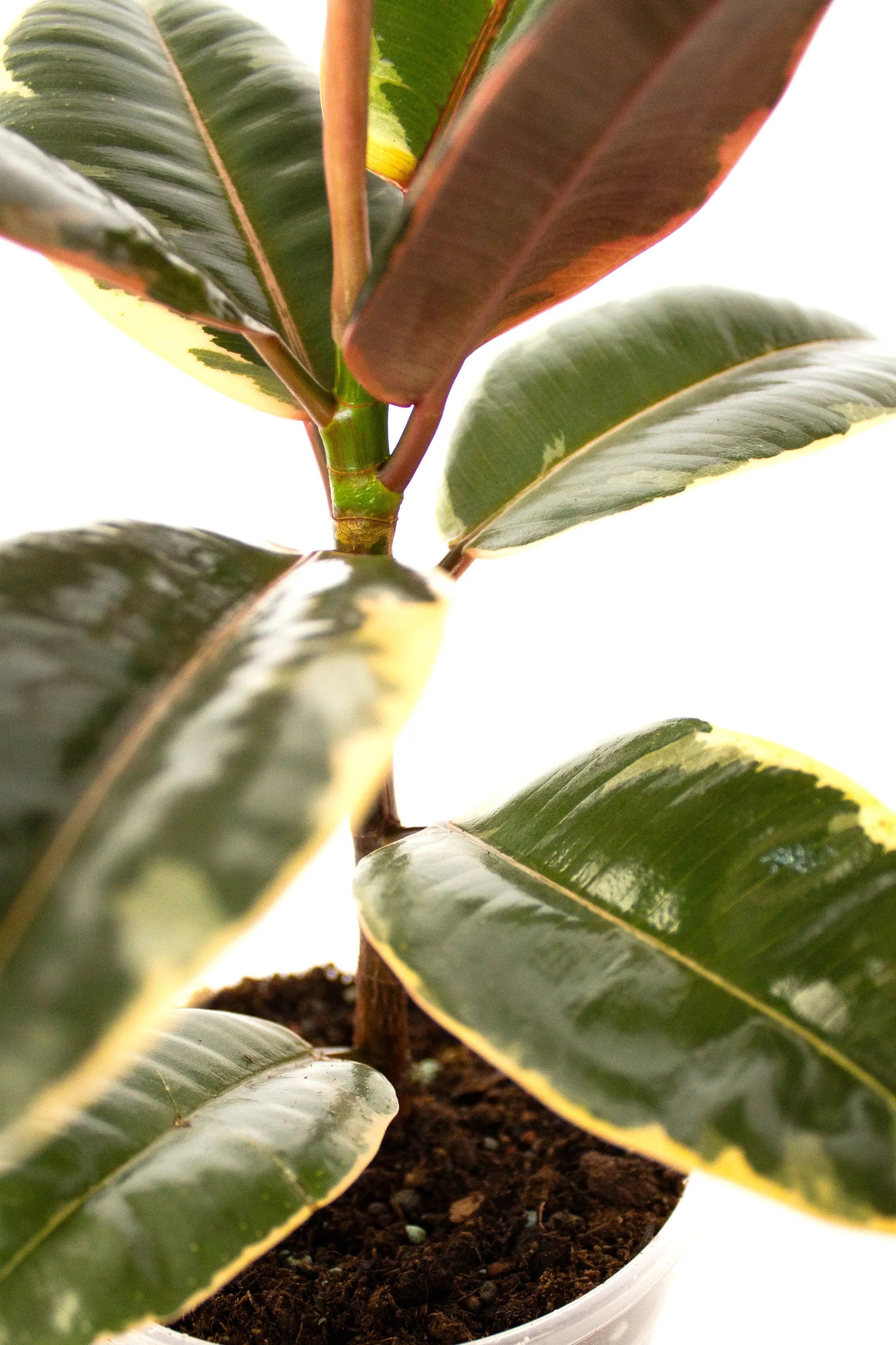 Ficus elastica 'Ruby' - Listnato