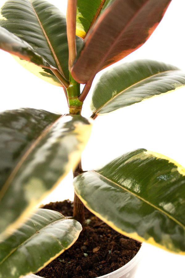 Ficus elastica 'Ruby' - Listnato