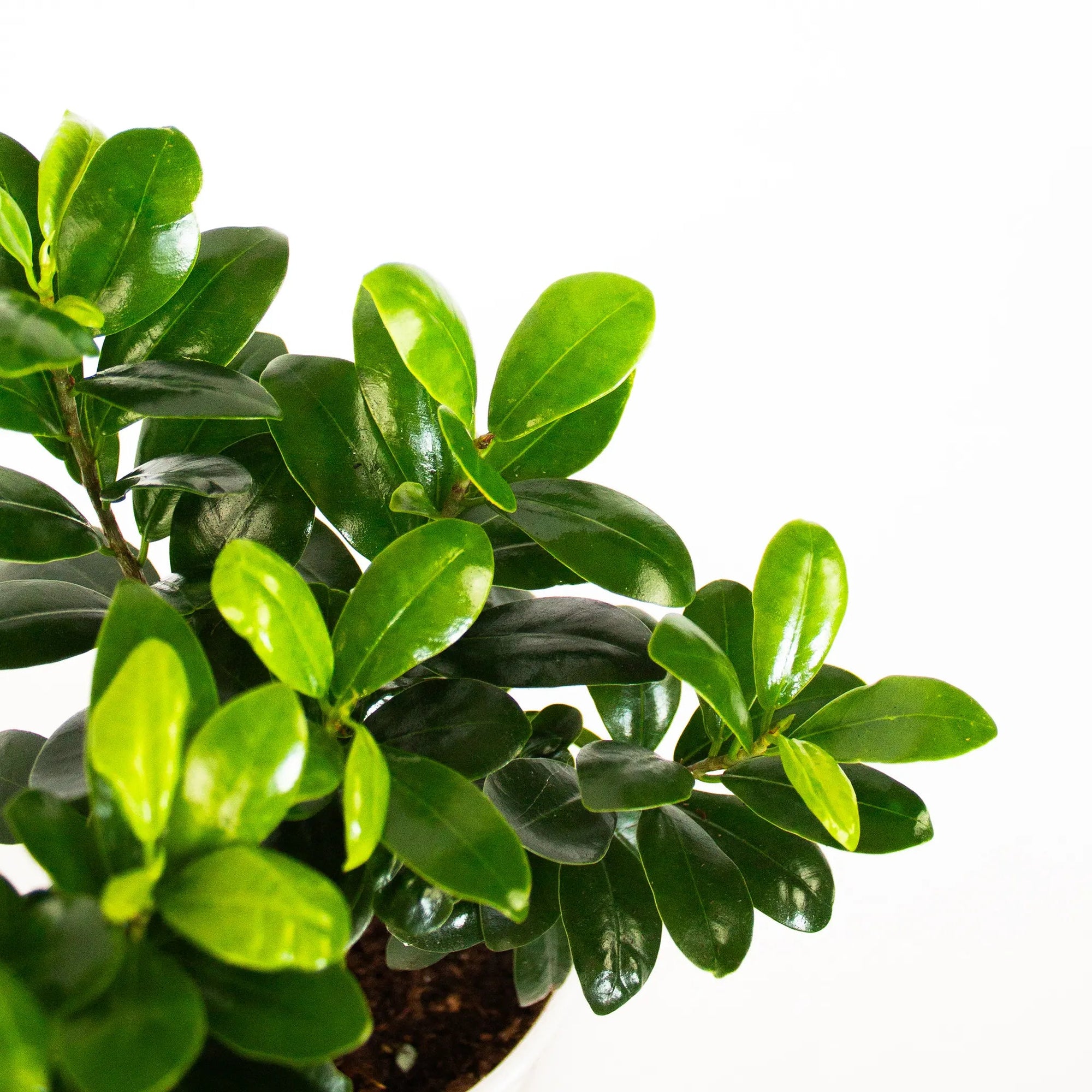 Ficus microcarpa 'Ginseng' - Listnato