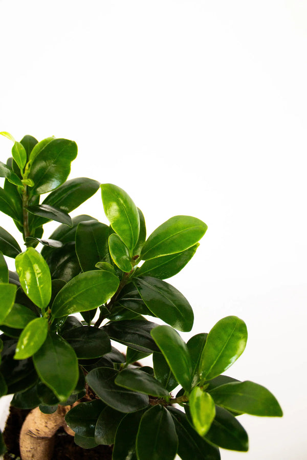 Ficus microcarpa 'Ginseng' - Listnato