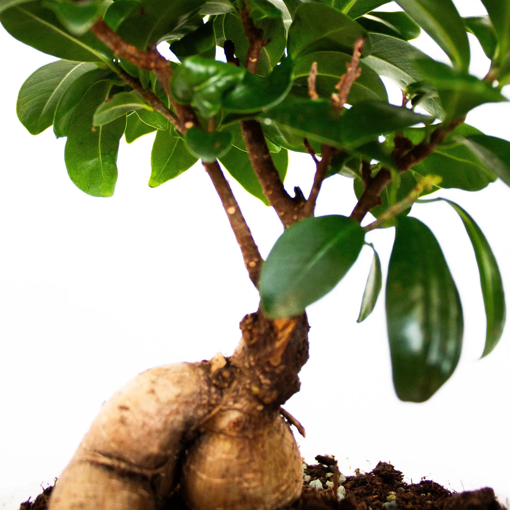 Ficus microcarpa 'Ginseng' - Listnato