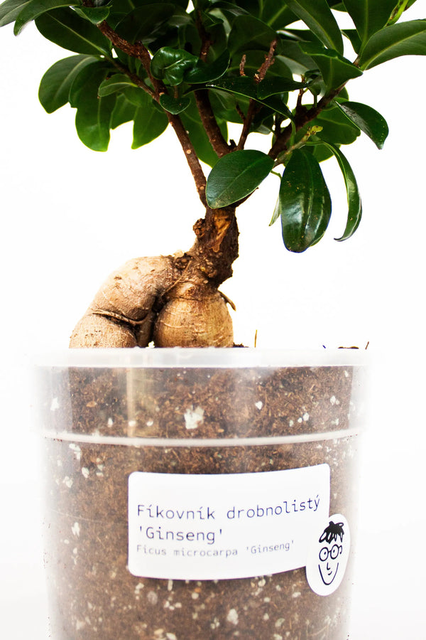 Ficus microcarpa 'Ginseng' - Listnato