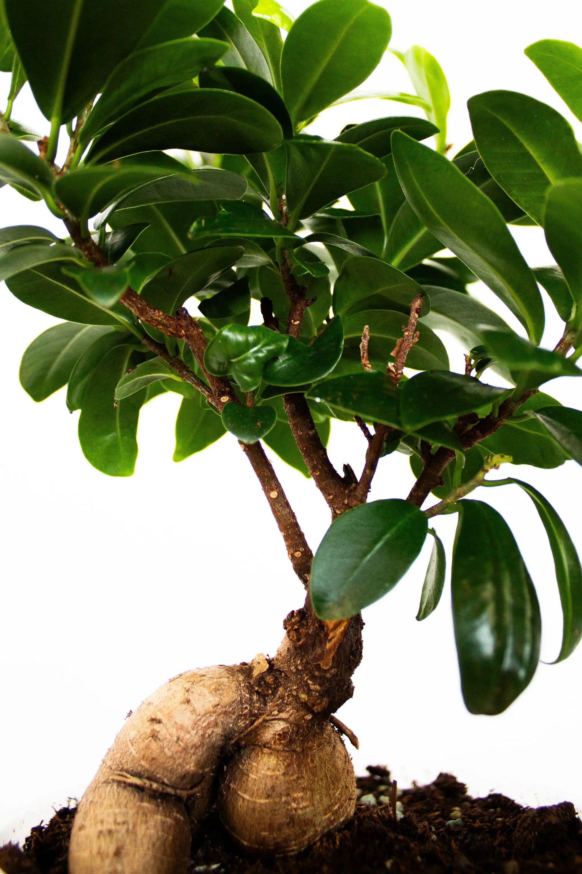Ficus microcarpa 'Ginseng' - Listnato