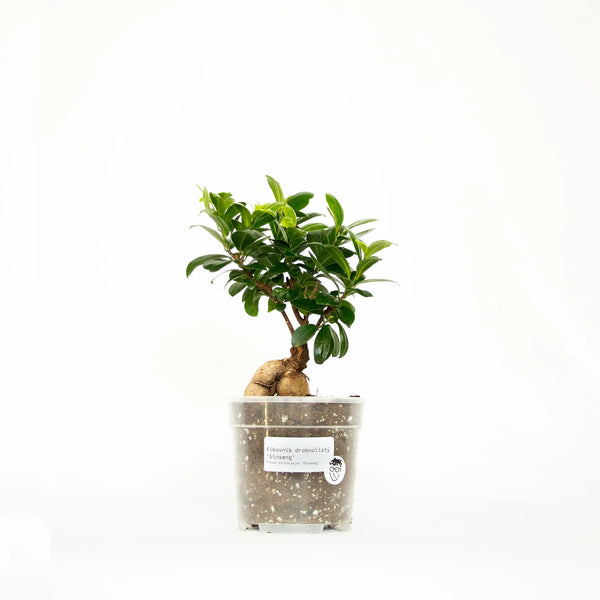 Ficus microcarpa 'Ginseng' - Listnato