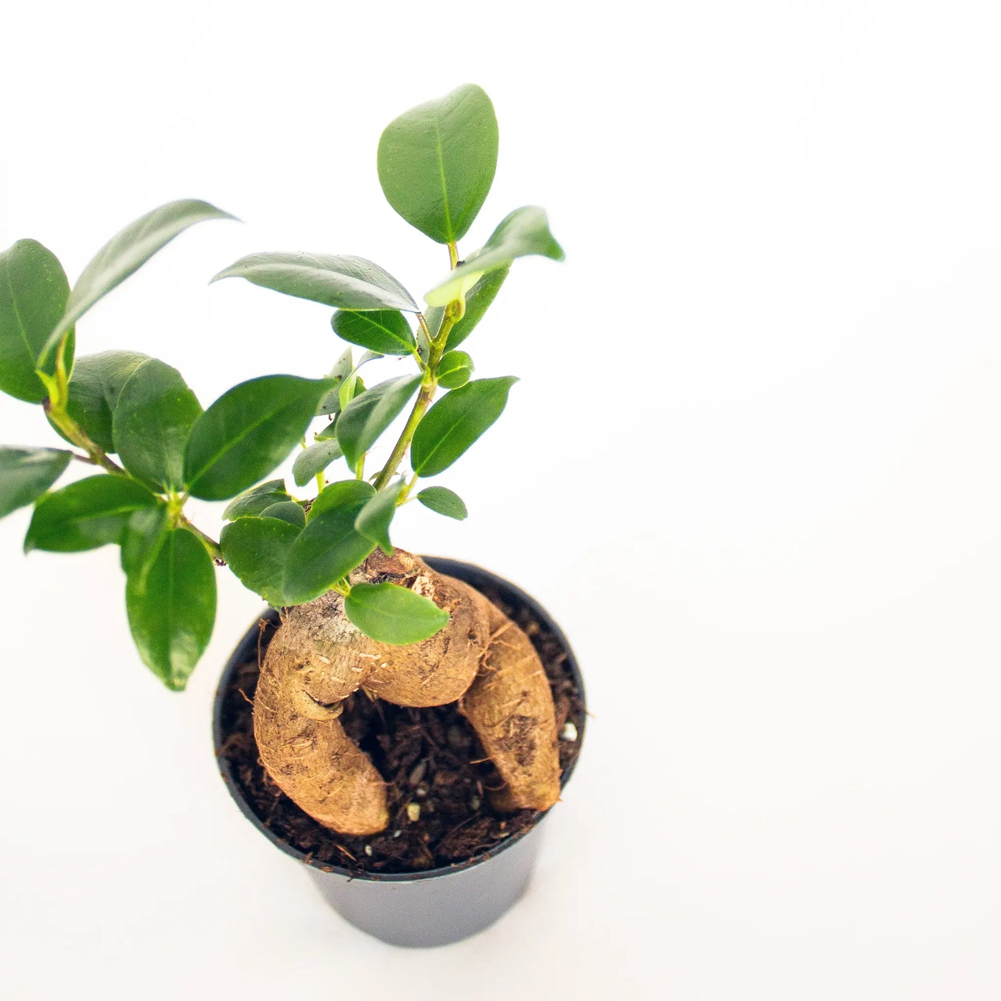 Ficus microcarpa 'Ginseng' mini - Listnato