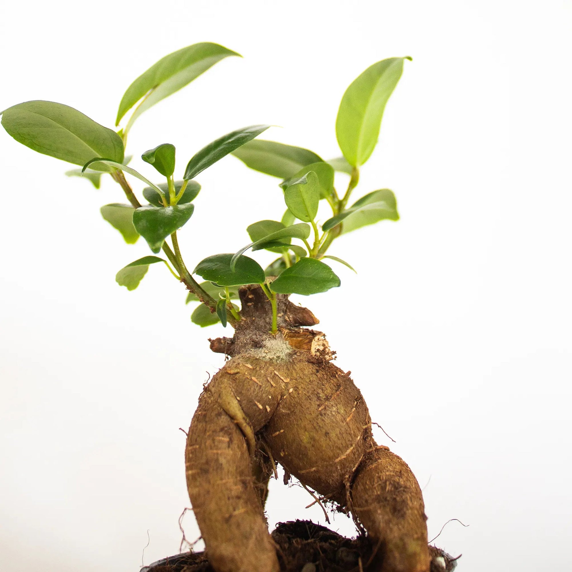 Ficus microcarpa 'Ginseng' mini - Listnato