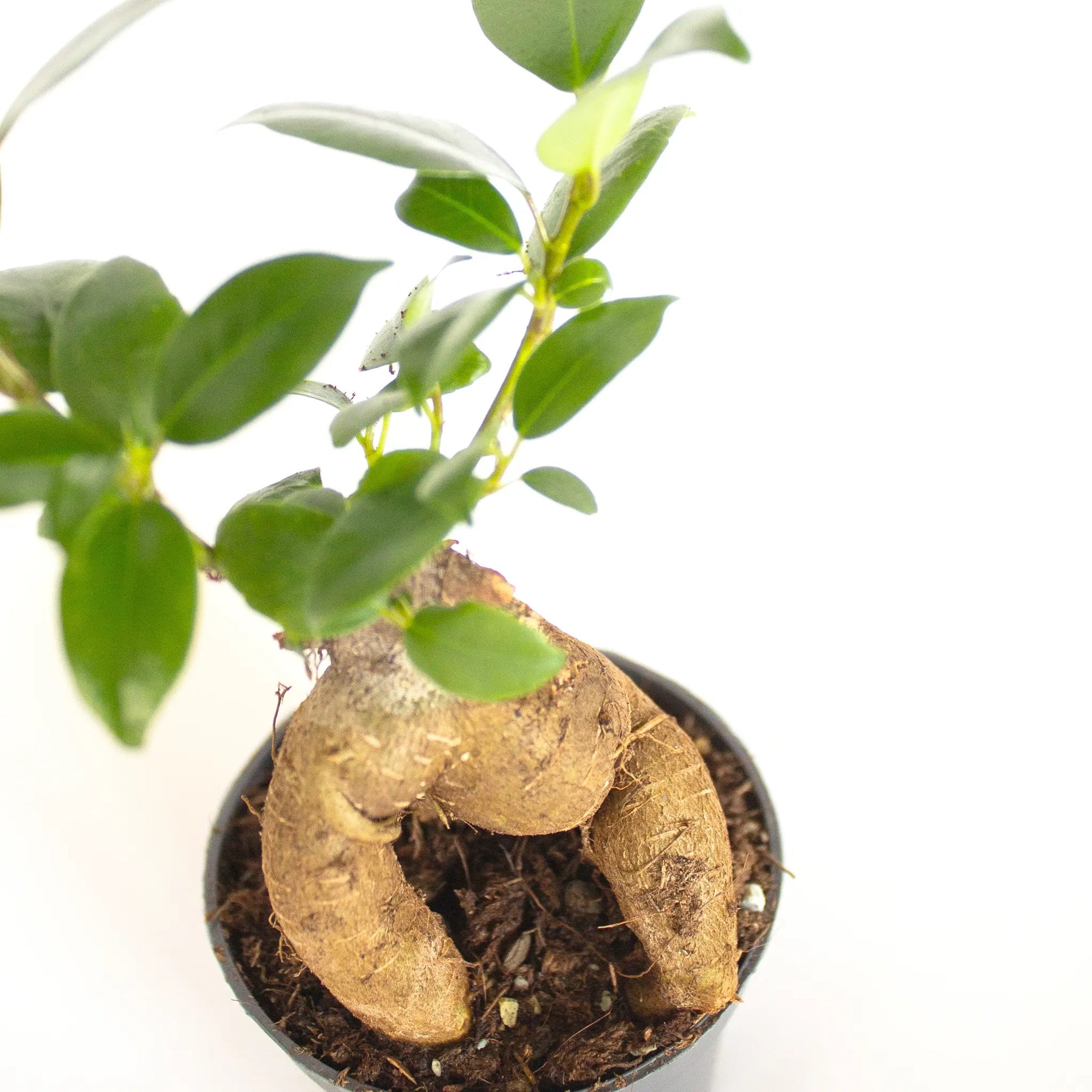Ficus microcarpa 'Ginseng' mini - Listnato