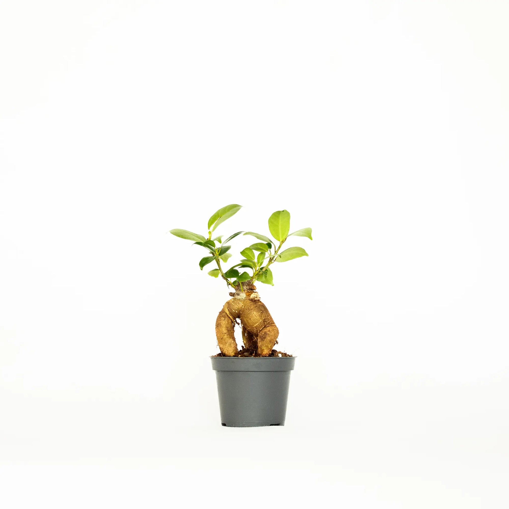 Ficus microcarpa 'Ginseng' mini - Listnato