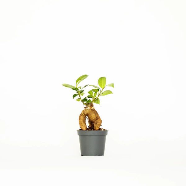 Ficus microcarpa 'Ginseng' mini - Listnato