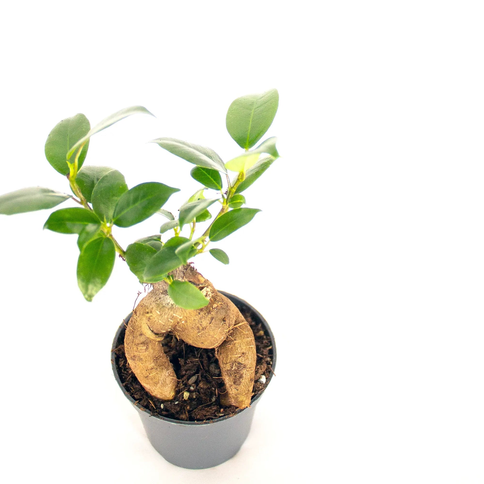 Ficus microcarpa 'Ginseng' mini - Listnato