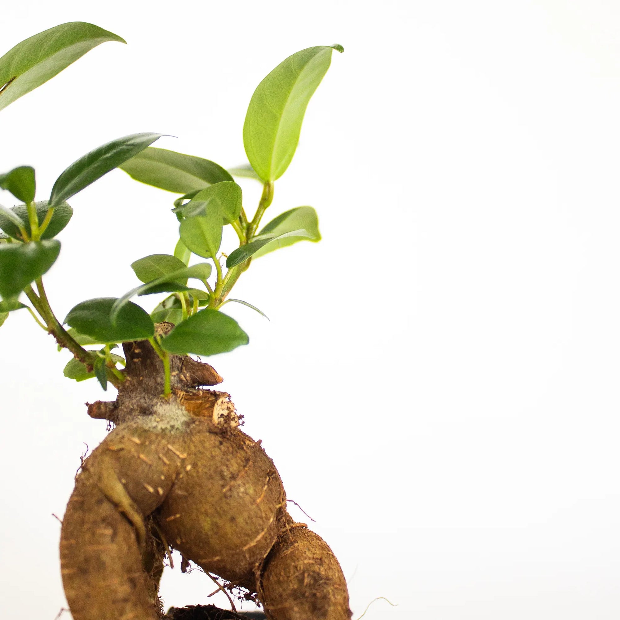 Ficus microcarpa 'Ginseng' mini - Listnato