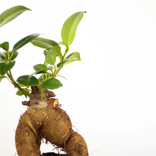 Ficus microcarpa 'Ginseng' mini - Listnato